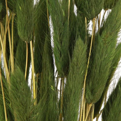 Produkt Lagurus Trawa Zająca Ogon Suszony Zielony 50-60cm 50g