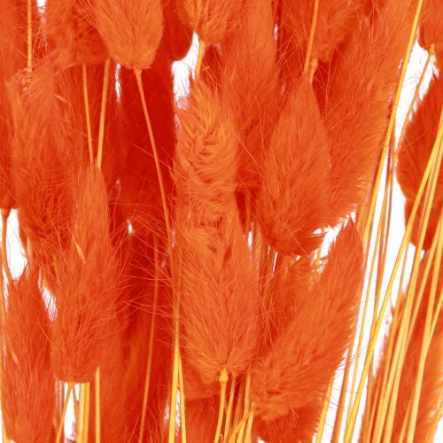 Produkt Ogon Królika Trawa Lagurus Suszona Pomarańcza 50-60cm 50g