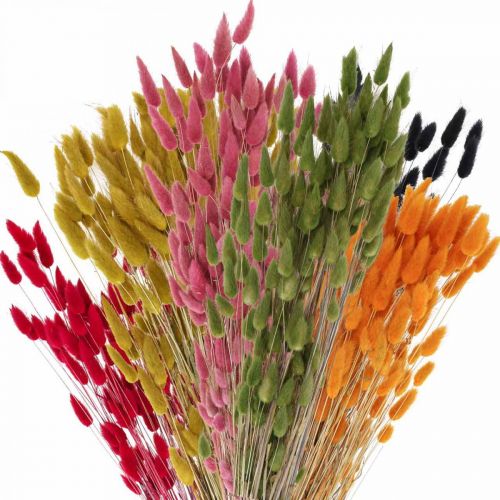 Produkt Trawa Zająca Lagurus Suszona Kolorowa 60cm 50g