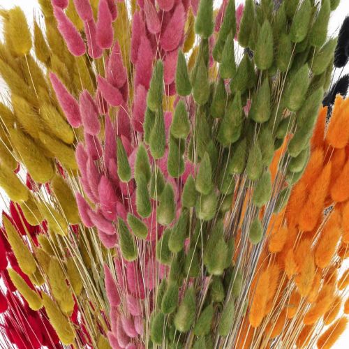 Produkt Trawa Zająca Lagurus Suszona Kolorowa 60cm 50g
