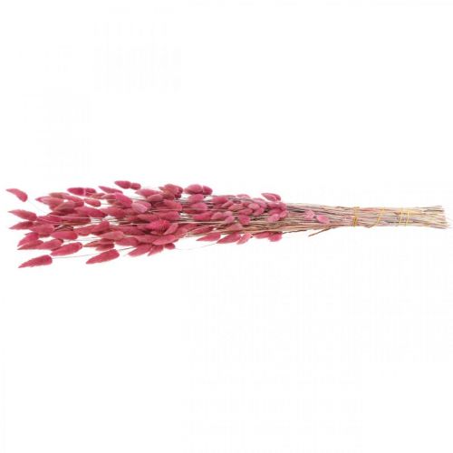 Produkt Króliczy Ogon Trawa Lagurus Suszona Stary Róż 60cm 50g