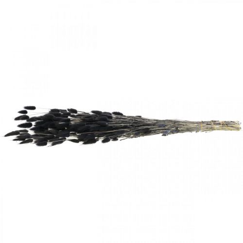 Produkt Trawa Zająca Lagurus Suszona Czarna 60cm 50g