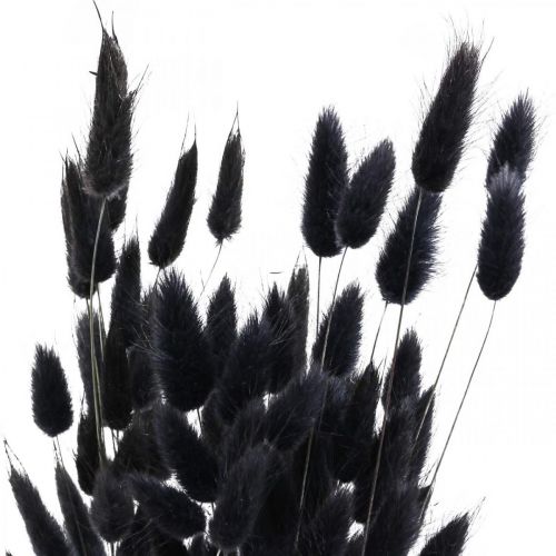 Produkt Trawa Zająca Lagurus Suszona Czarna 60cm 50g