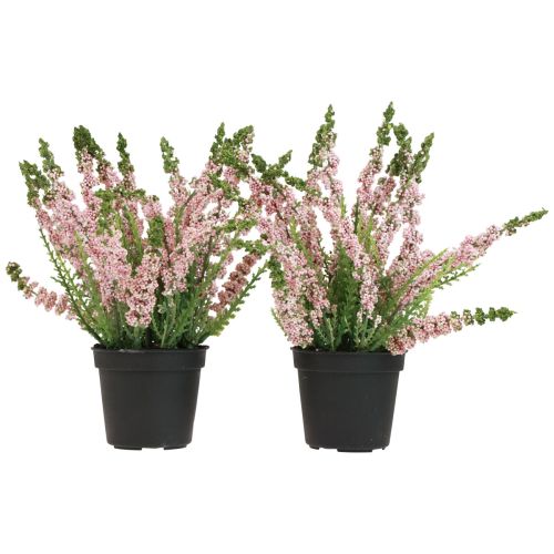 Floristik24 Wrzosowa miotła Erika w doniczce różowej, wys. 17 cm, 2 sztuki