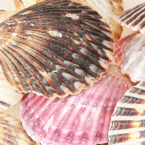 Produkt Puste sercówki w naturalnej muszli dekoracyjnej 3cm–5cm 300g