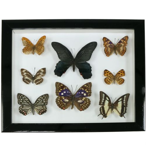 Floristik24 Motyl gablota 28cm x 25cm