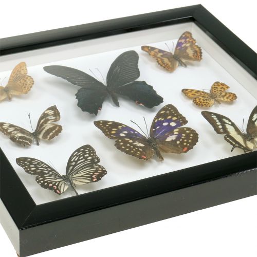 Floristik24 Motyl gablota 28cm x 25cm
