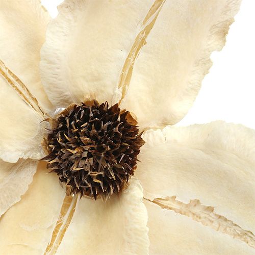 Kwiat drewna jako bielony wtyk Ø9-12cm L45cm 15p