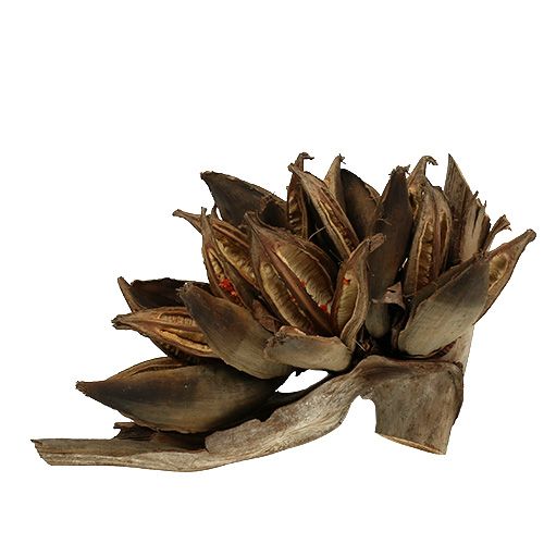 Dekoracja drewniana Penca Sororoca Natural 1 szt