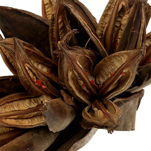Floristik24 Dekoracja drewniana Penca Sororoca Natural 1 szt
