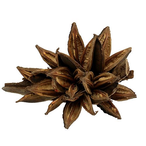 Floristik24 Dekoracja drewniana Penca Sororoca Natural 1 szt