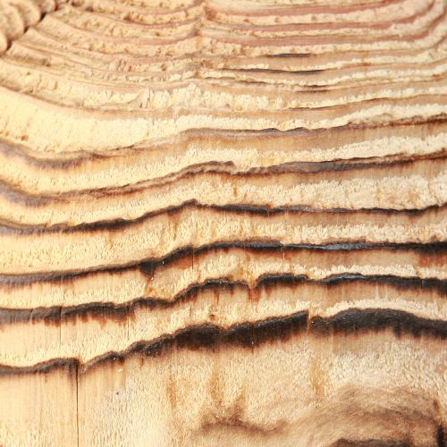 Produkt Grzyb drewniany do stojącego grzyba dekoracyjnego Paulownia z drewna Ø15cm W28cm