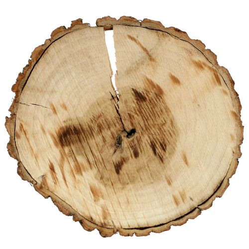 Floristik24 Krążek drewniany naturalny 20cm 2 szt
