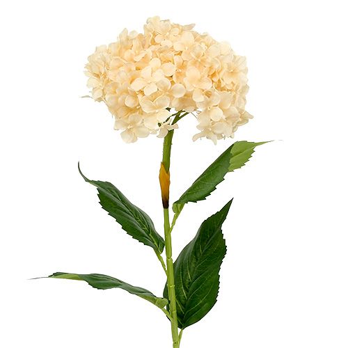 Floristik24 Hortensja kremowa 80cm 1szt.