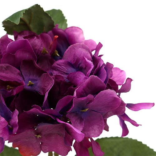 Floristik24 Hortensja fioletowa 30cm 3szt.