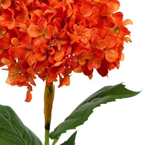 Floristik24 Hortensja pomarańczowa 80cm 1szt.