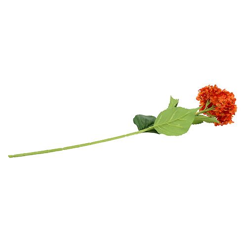 Floristik24 Hortensja pomarańczowa 80cm 1szt.