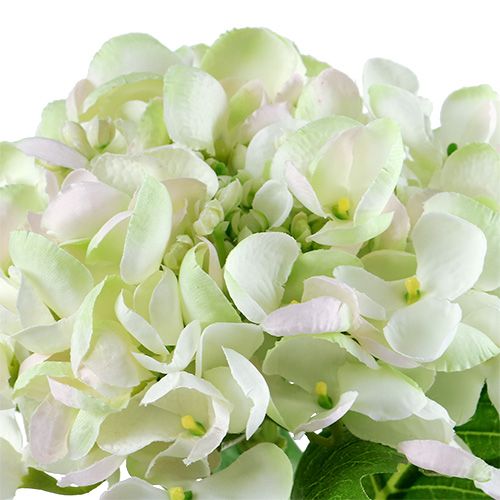 Produkt Hortensja biało-zielona 60cm