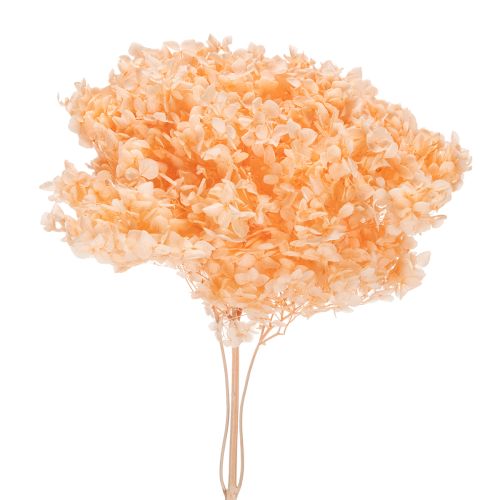 Floristik24 Bukiet suszonych kwiatów hortensji do eleganckich dekoracji kwiatowych w domu, 65 cm