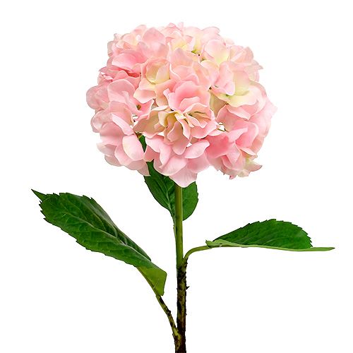 Floristik24 Hortensja różowa L 70cm