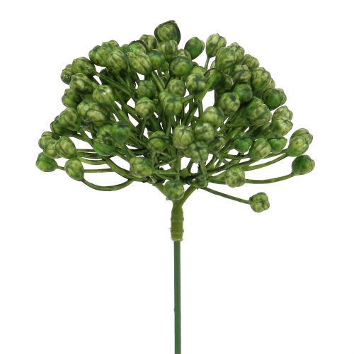 Produkt Pąki hortensji 22cm zielone 12 szt