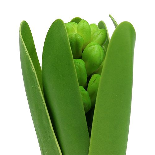 Floristik24 Hiacynt zielony 15cm z cebulką 3szt.