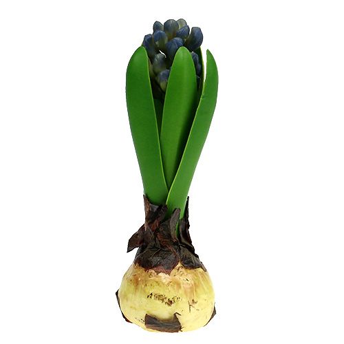 Floristik24 Hiacynt z cebulką niebieski 15cm 3szt.
