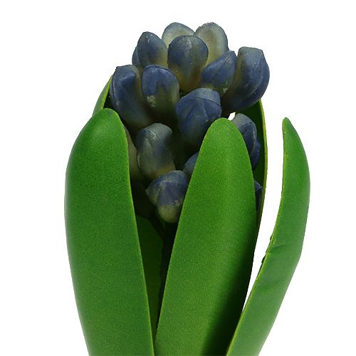 Floristik24 Hiacynt z cebulką niebieski 15cm 3szt.