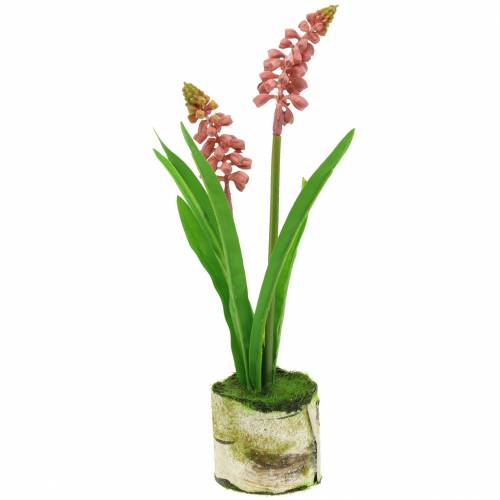 Floristik24 Hiacynt winogronowy w doniczce brzozowej różowy 24cm