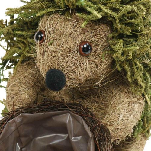 Floristik24 Jeż z koszykiem zielony, jesienna dekoracja do sadzenia, kosz na rośliny ozdobne wys.24cm Ø9,5cm