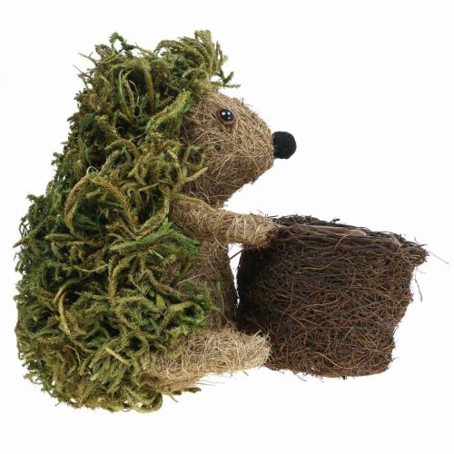 Floristik24 Jeż z koszykiem zielony, jesienna dekoracja do sadzenia, kosz na rośliny ozdobne wys.24cm Ø9,5cm
