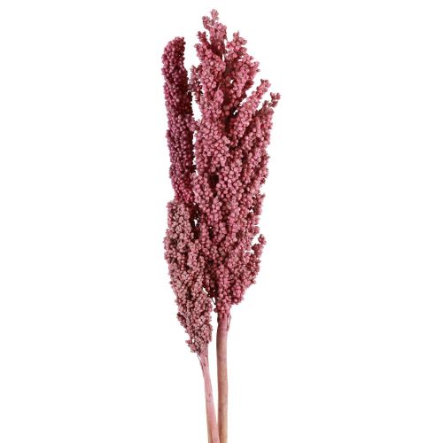 Floristik24 Kwiaty Kukurydzy Indyjskiej Suszona Kukurydza Indyjska Różowa 75cm 3 szt