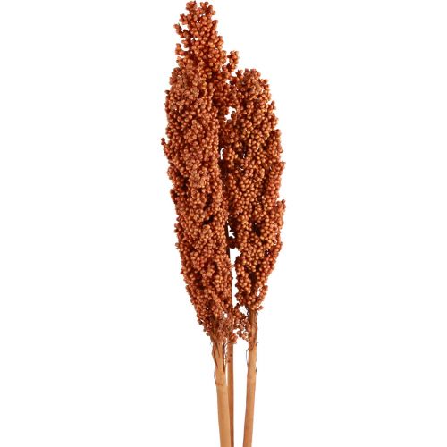 Floristik24 Kwiaty Kukurydzy Indyjskiej Suszona Kukurydza Indyjska Pomarańcza 72cm 3 szt