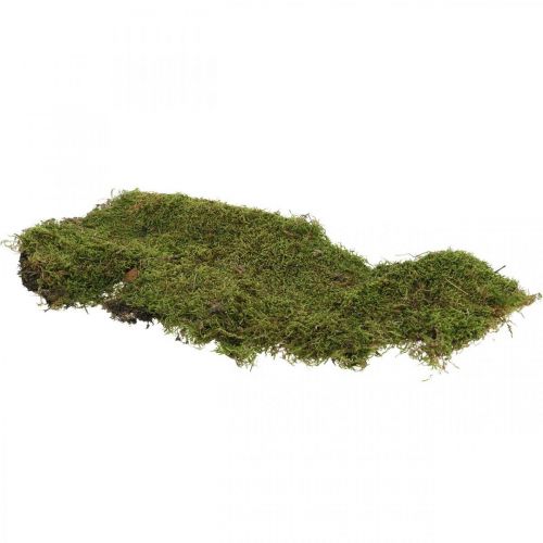 Mech indyjski Mch leśny zielony naturalny 2kg