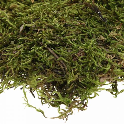 Produkt Mech indyjski Mch leśny zielony naturalny 2kg
