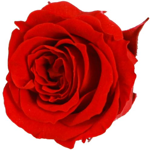 Róże Infinity Real Flowers Mini Główki Róż Czerwone Ø3cm 16 szt