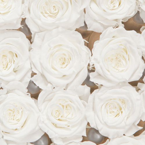 Floristik24 Róże Infinity Prawdziwe Główki Róż Mini Róże Białe Ø3cm 16 szt