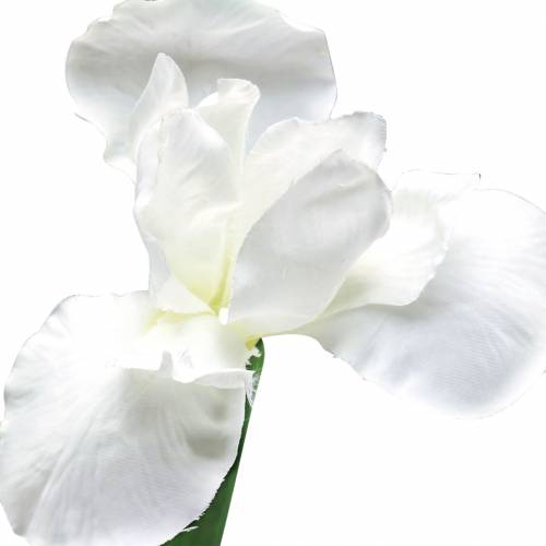 Floristik24 Irys sztuczny biały 78cm