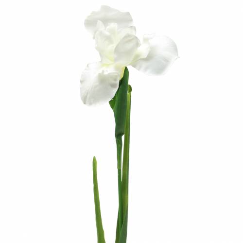 Floristik24 Irys sztuczny biały 78cm
