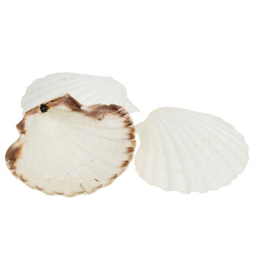 Floristik24 Scallop White 15szt.