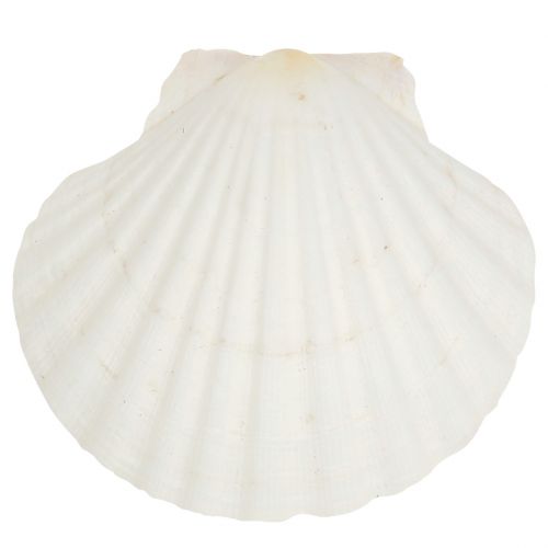 Produkt Scallop White 15szt.