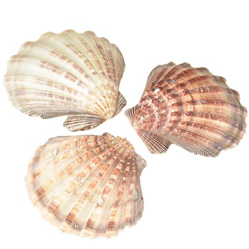 Prawdziwe przegrzebki naturalne – morski klimat naturalny 1 kg