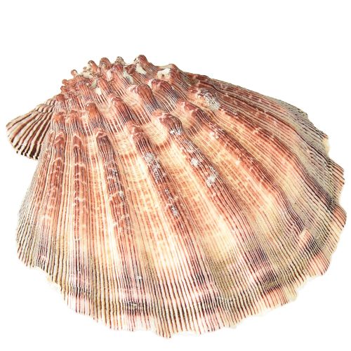 Produkt Prawdziwe przegrzebki naturalne – morski klimat naturalny 1 kg