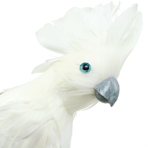 Floristik24 Deco Cockatoo z Piórami Biały L30cm