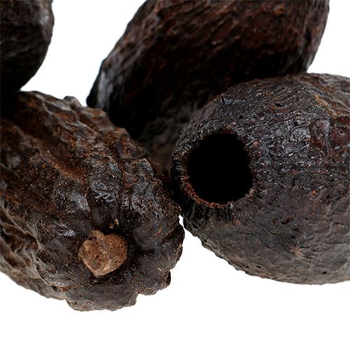 Floristik24 Owoc kakaowca natura 10-18cm 15szt