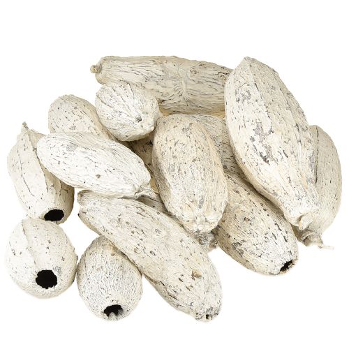 Produkt Strąki kakaowe bielone 15 szt.