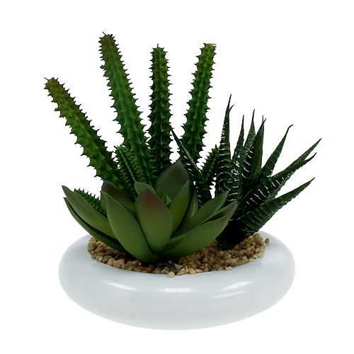 Floristik24 Kaktusy w doniczce Ø12cm 1 szt