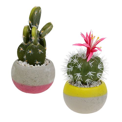 Floristik24 Kaktusy w doniczce mix wys.13cm 4szt
