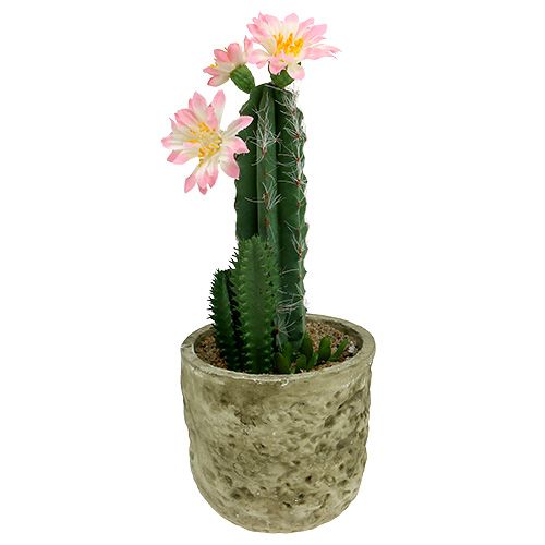 Kaktus w doniczce z kwiatem różowy wys. 21cm