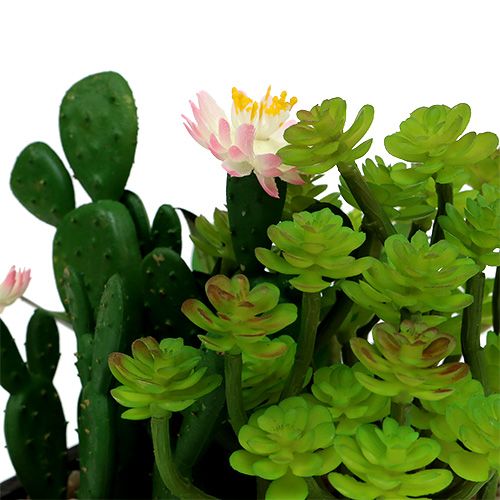 Floristik24 Kaktus z kwiatkiem 14cm w drewnianym pudełku